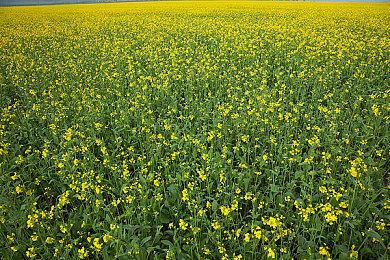 《狂想乐园》新预告公布 2023年年内发售